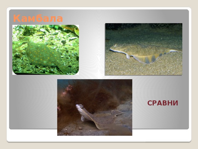 Камбала СРАВНИ 