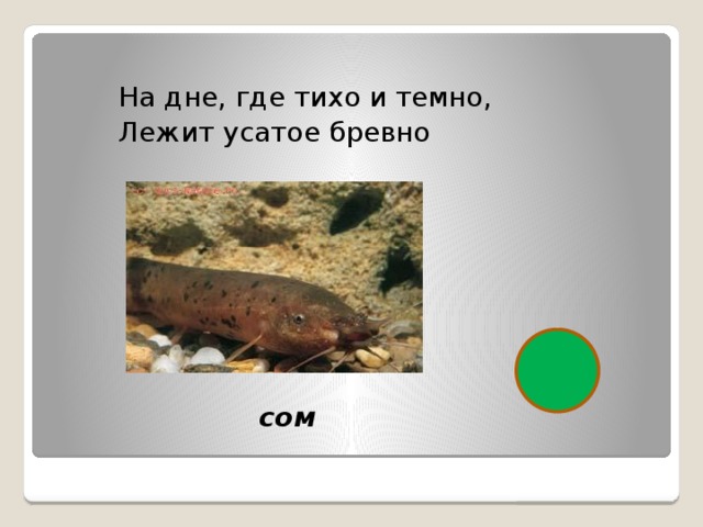 На дне, где тихо и темно, Лежит усатое бревно  сом 
