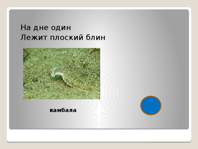 На дне один Лежит плоский блин  камбала 