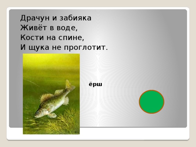 Драчун и забияка Живёт в воде, Кости на спине, И щука не проглотит.  ёрш 