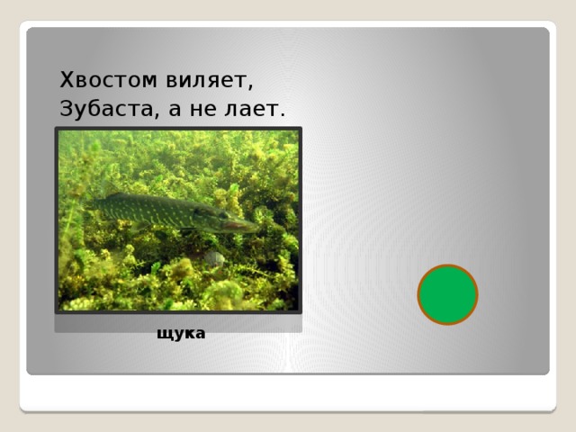 Хвостом виляет, Зубаста, а не лает.  щука 