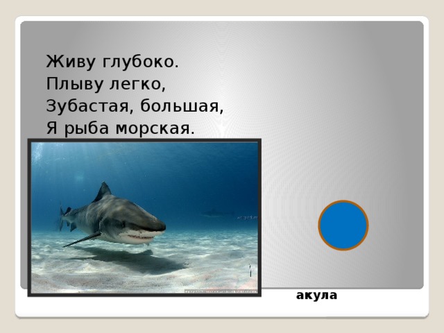 Живу глубоко. Плыву легко, Зубастая, большая, Я рыба морская. акула 