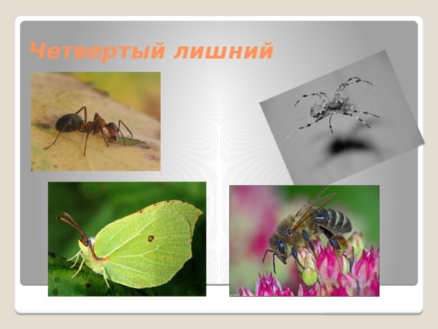 Четвертый лишний 