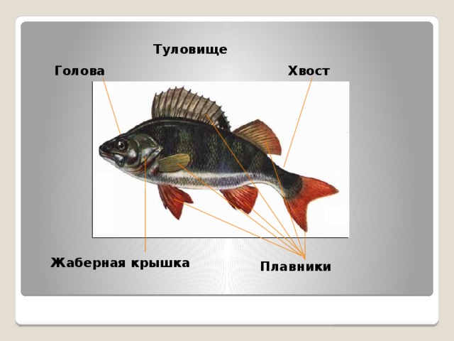 Туловище Голова Хвост  Жаберная крышка Плавники 
