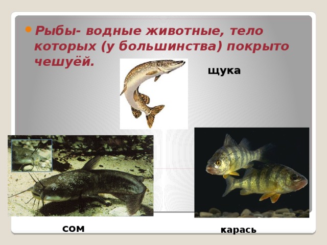 Рыбы- водные животные, тело которых (у большинства) покрыто чешуёй.   щука сом карась 