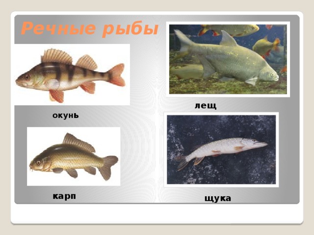 Речные рыбы лещ окун ь карп  щука 