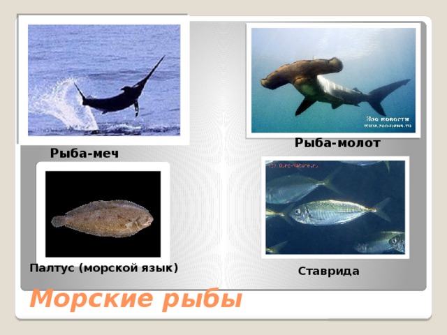 Рыба-молот Рыба-меч Палтус (морской язык) Ставрида Морские рыбы 
