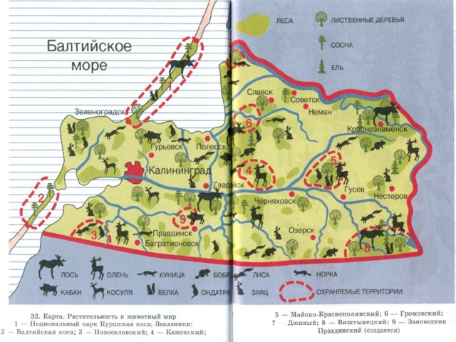 Карта лесов калининградской области с названиями леса