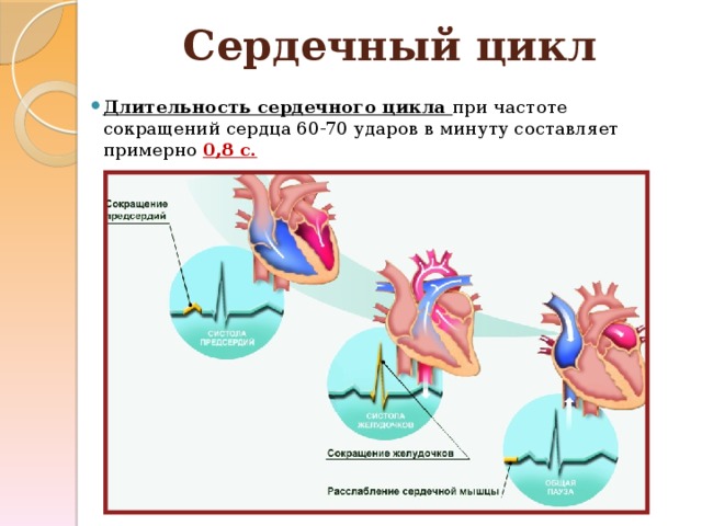 Сердечный цикл Длительность сердечного цикла при частоте сокращений сердца 60-70 ударов в минуту составляет примерно 0,8 с. 