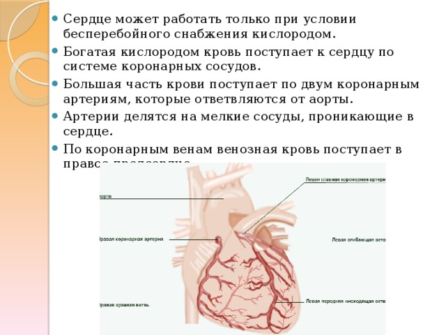 Сердце может работать только при условии бесперебойного снабжения кислородом. Богатая кислородом кровь поступает к сердцу по системе коронарных сосудов. Большая часть крови поступает по двум коронарным артериям, которые ответвляются от аорты. Артерии делятся на мелкие сосуды, проникающие в сердце. По коронарным венам венозная кровь поступает в правое предсердие. 