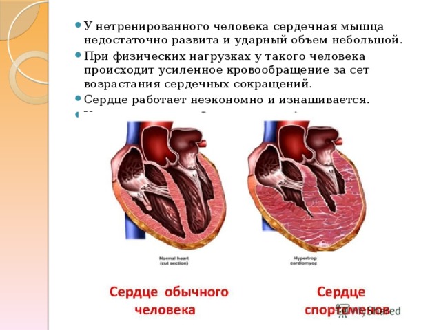 У нетренированного человека сердечная мышца недостаточно развита и ударный объем небольшой. При физических нагрузках у такого человека происходит усиленное кровообращение за сет возрастания сердечных сокращений. Сердце работает неэкономно и изнашивается. У спортсменов сердечная мышца мощная 