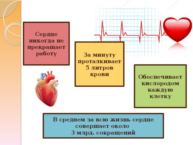 Сердце никогда не прекращает работу За минуту проталкивает 5 литров крови Обеспечивает кислородом каждую клетку В среднем за всю жизнь сердце совершает около 3 млрд. сокращений 