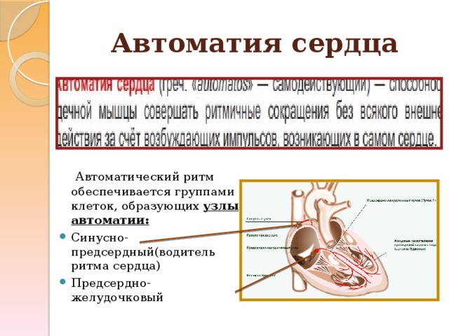 Автоматизм сердца. Структура, обеспечивающая автоматизм сердца. Автоматия сердца. Узлы автоматии сердца. Автоматия сердца обеспечивается.