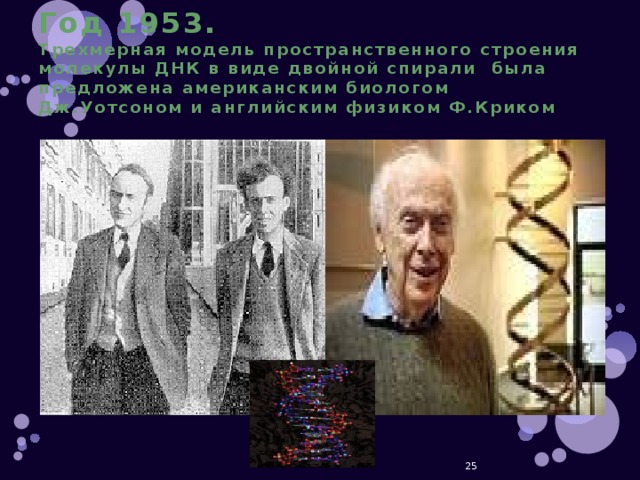 Год 1953.  Трехмерная модель пространственного строения молекулы ДНК в виде двойной спирали была предложена американским биологом Дж.Уотсоном и английским физиком Ф.Криком  