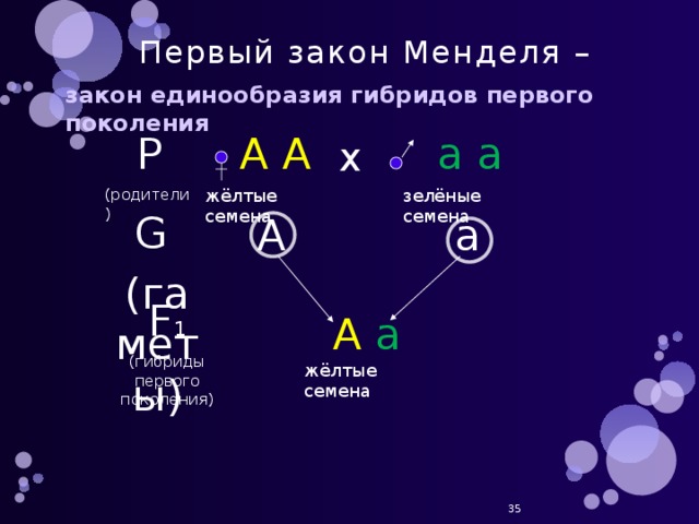 Первый закон Менделя – закон единообразия гибридов первого поколения А А а а Р (родители) х жёлтые семена зелёные семена G (гаметы) а А F 1 (гибриды первого поколения) А  а жёлтые семена 30 