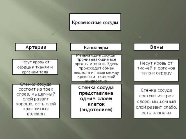 Стенки большинства капилляров состоят только из