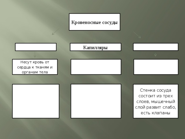 Стенки большинства капилляров состоят только из