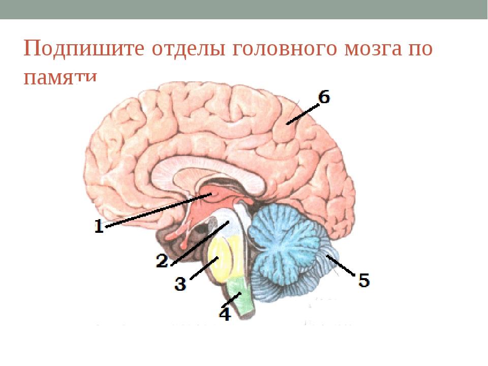 Выбери какими цифрами на рисунке обозначены следующие отделы мозга