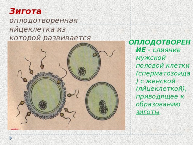 Слияние женской и мужской половых клеток