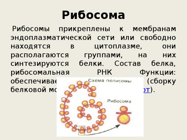 Рибосома   Рибосомы прикреплены к мембранам эндоплазматической сети или свободно находятся в цитоплазме, они располагаются группами, на них синтезируются белки. Состав белка, рибосомальная РНК Функции: обеспечивает биосинтез белка (сборку белковой молекулы из  аминокислот ). 