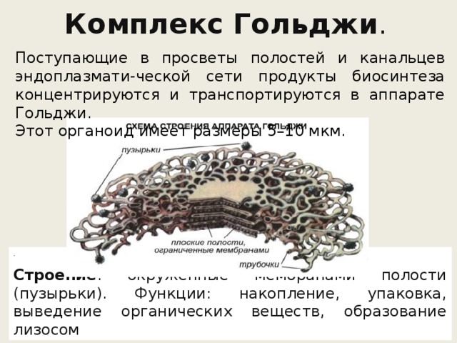 Комплекс гольджи особенности строения. Функции комплекса Гольджи в клетке. Накопительная функция комплекса Гольджи. Строение комплекс Гольджи и ее функции таблица. Строение аппарата Гольджи канальца.