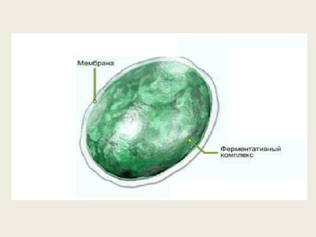 Рисунок лизосом клетки. Строение растительной клетки лизосомы. Лизосомы в растительных клетках. Строение лизосомы клетки.