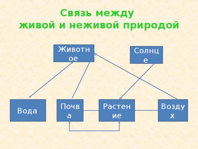 Животное  Солнце  Вода  Почва  Растение Воздух  Связь между  живой и неживой природой 