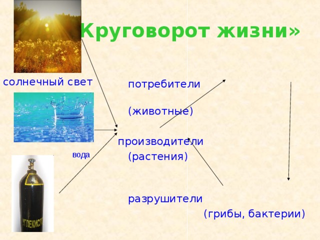 Вещества жизни. Круговорот жизни воды донт грязная вода бактерии. Цикл жизни синего солны.