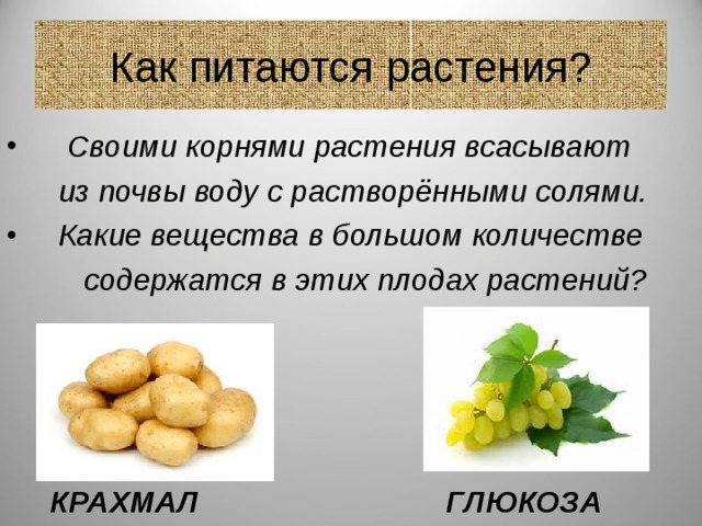 Крахмал вещество животного происхождения является основной частью стенок растений