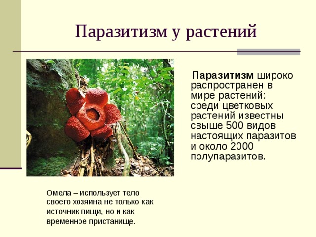Паразитизм презентация по биологии 11 класс