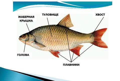 Технологическая карта 1 класс кто такие рыбы 1 класс