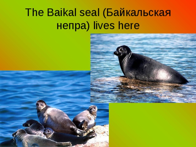T he Baikal seal (Байкальская непра) lives here 