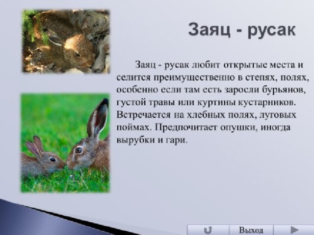 В какой зоне живет заяц