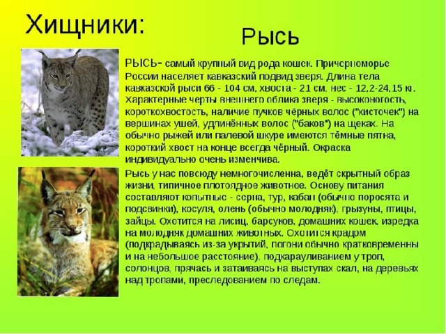 Кошка и рысь 2 класс 8 вид презентация