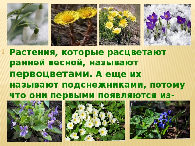 Растения зацветают ранней весной. Крымские весенние первоцветы окружающий мир. Цветы которые расцветают ранней весной. Растения которые зацветают весной. Растения которые первыми зацветают.