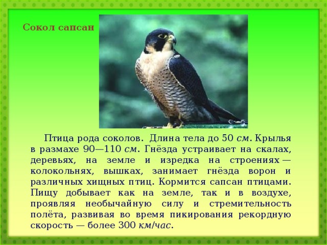 Сокол сапсан Птица рода соколов. Длина тела до 50  см . Крылья в размахе 90—110  см . Гнёзда устраивает на скалах, деревьях, на земле и изредка на строениях — колокольнях, вышках, занимает гнёзда ворон и различных хищных птиц. Кормится сапсан птицами. Пищу добывает как на земле, так и в воздухе, проявляя необычайную силу и стремительность полёта, развивая во время пикирования рекордную скорость — более 300  км / час . 