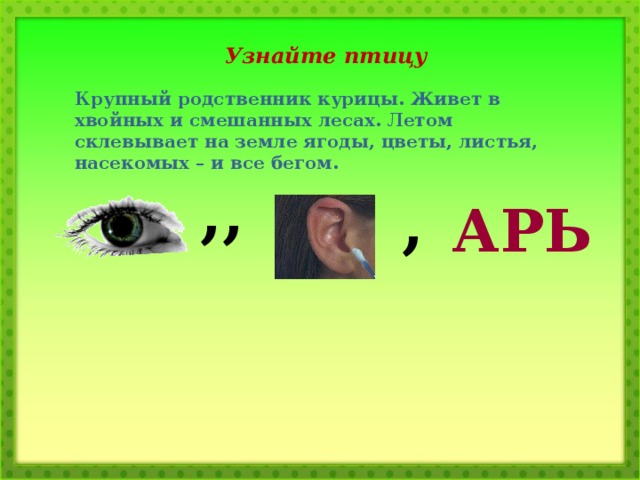 Узнайте птицу Крупный родственник курицы. Живет в хвойных и смешанных лесах. Летом склевывает на земле ягоды, цветы, листья, насекомых – и все бегом. ,, , АРЬ 