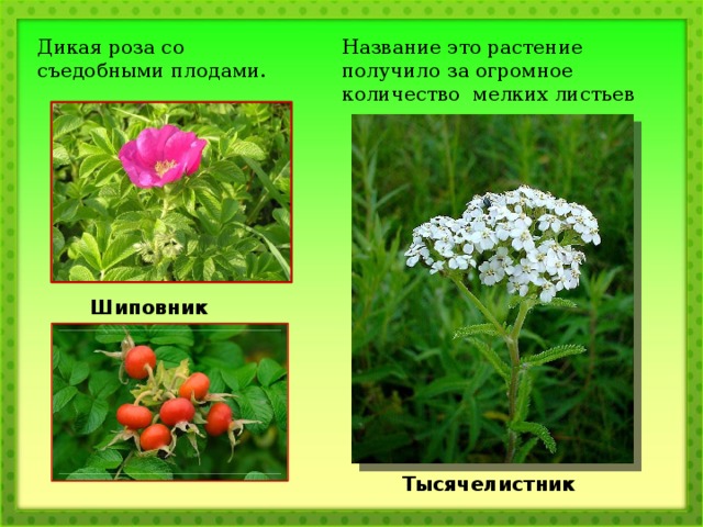 Дикая роза со съедобными плодами. Название это растение получило за огромное количество мелких листьев Шиповник  Тысячелистник  