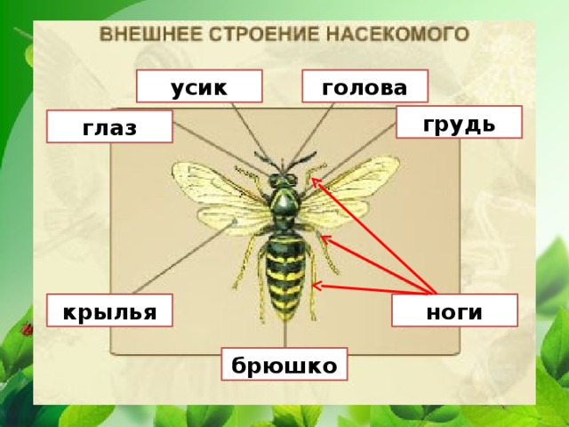 Пчела части тела картинка для детей