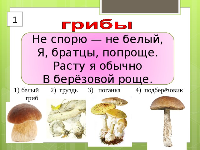 1 Не спорю — не белый,  Я, братцы, попроще.  Расту я обычно  В берёзовой роще. белый 2) груздь 3) поганка 4) подберёзовик  гриб 