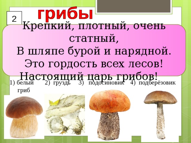 2 Крепкий, плотный, очень статный,  В шляпе бурой и нарядной.  Это гордость всех лесов!  Настоящий царь грибов!    белый 2) груздь 3) подосиновик 4) подберёзовик  гриб 
