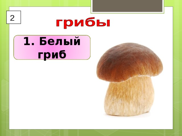 2 1. Белый гриб 