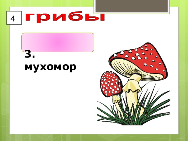 4  3. мухомор  