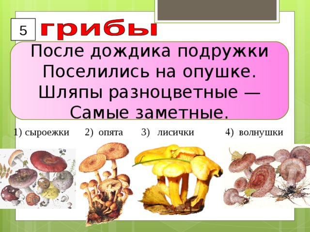 5 После дождика подружки  Поселились на опушке.  Шляпы разноцветные —  Самые заметные. сыроежки 2) опята 3) лисички 4) волнушки  