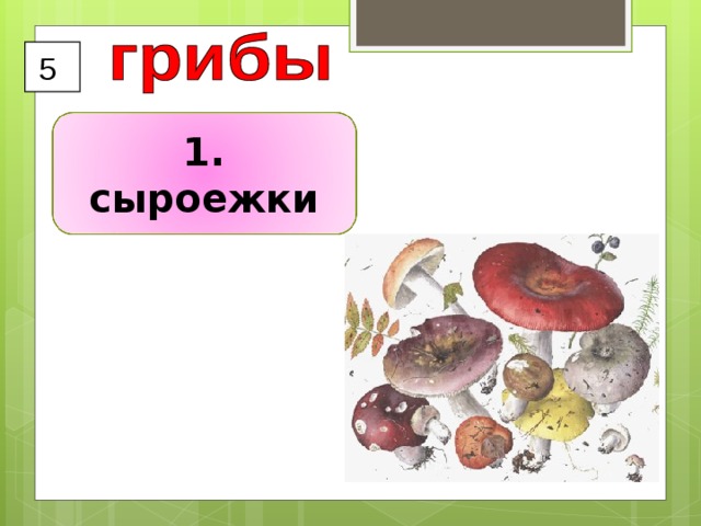 5 1. сыроежки 