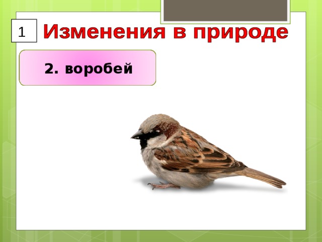 1  2. воробей 