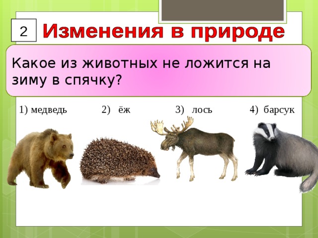 2 Какое из животных не ложится на зиму в спячку?  медведь 2) ёж 3) лось 4) барсук 