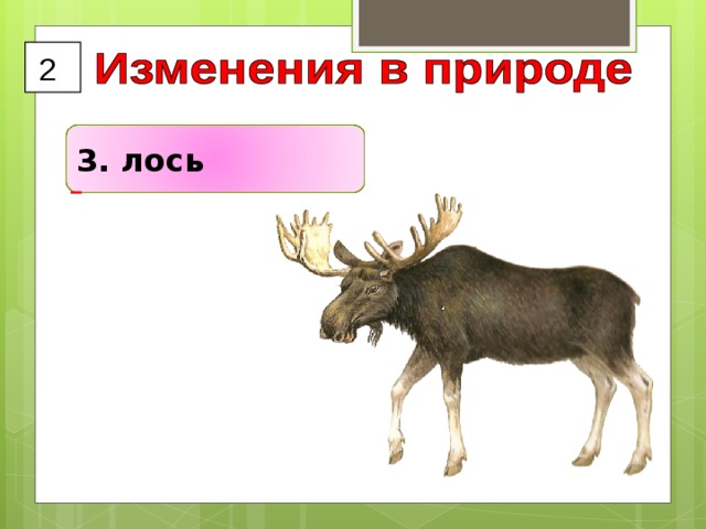 2 3. лось  