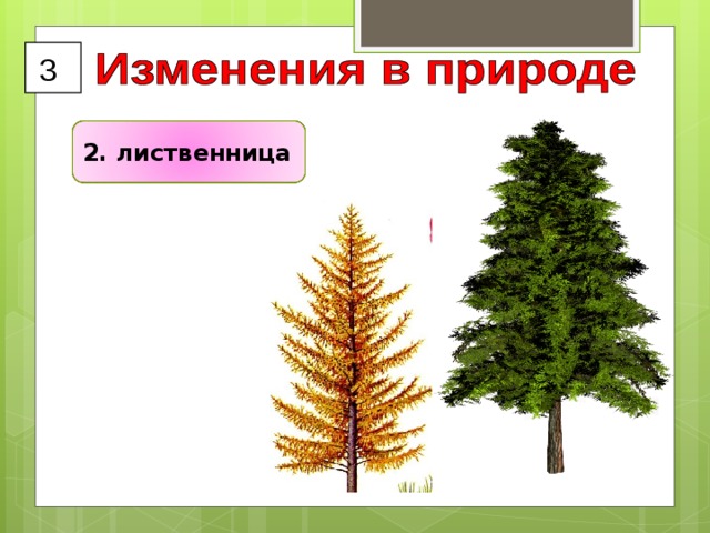3 2. лиственница 