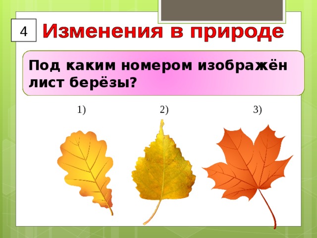 4 Под каким номером изображён лист берёзы?  1) 2) 3) 